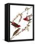 Audubon: Finch, 1827-38-John James Audubon-Framed Stretched Canvas