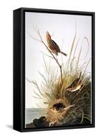 Audubon: Finch-John James Audubon-Framed Stretched Canvas