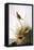 Audubon: Finch-John James Audubon-Framed Stretched Canvas