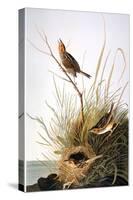 Audubon: Finch-John James Audubon-Stretched Canvas