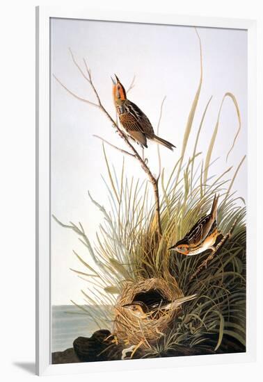 Audubon: Finch-John James Audubon-Framed Giclee Print