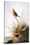 Audubon: Finch-John James Audubon-Stretched Canvas