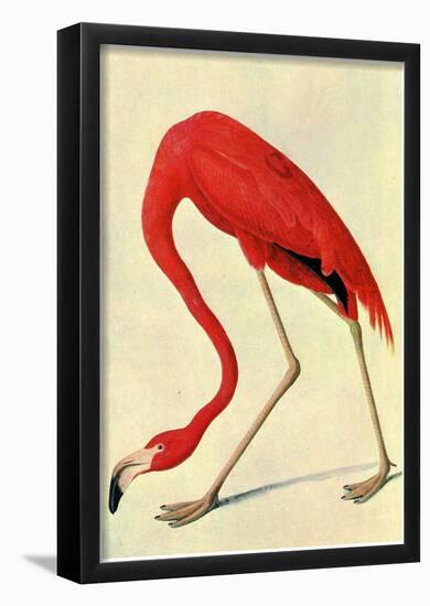 Audubon Flamingo Bird Art Poster Print-null-Framed Poster