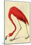 Audubon Flamingo Bird Art Poster Print-null-Mounted Poster