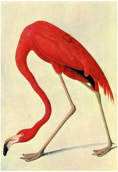 Audubon Flamingo Bird Art Poster Print-null-Lamina Framed Poster