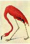Audubon Flamingo Bird Art Poster Print-null-Lamina Framed Poster