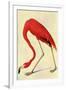 Audubon Flamingo Bird-null-Framed Art Print