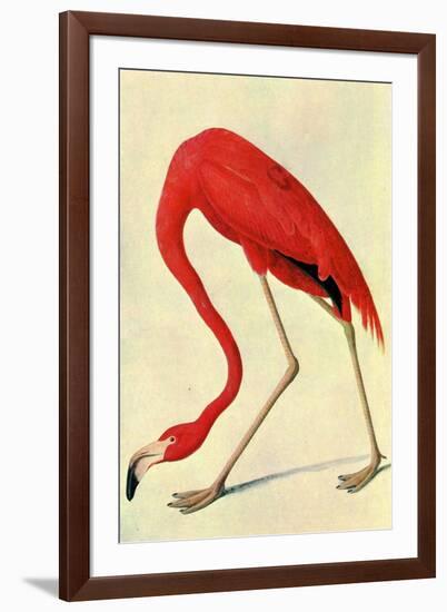 Audubon Flamingo Bird-null-Framed Art Print