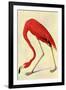 Audubon Flamingo Bird-null-Framed Art Print