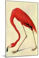 Audubon Flamingo Bird-null-Mounted Art Print