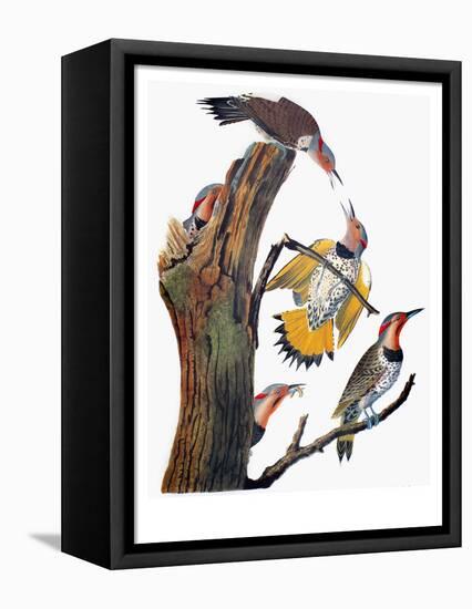 Audubon: Flicker-John James Audubon-Framed Stretched Canvas