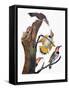 Audubon: Flicker-John James Audubon-Framed Stretched Canvas