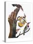 Audubon: Flicker-John James Audubon-Stretched Canvas