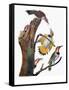 Audubon: Flicker-John James Audubon-Framed Stretched Canvas