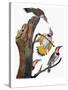 Audubon: Flicker-John James Audubon-Stretched Canvas
