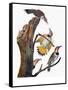 Audubon: Flicker-John James Audubon-Framed Stretched Canvas