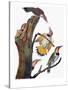 Audubon: Flicker-John James Audubon-Stretched Canvas