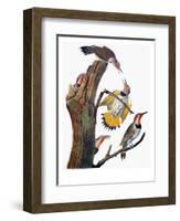 Audubon: Flicker-John James Audubon-Framed Premium Giclee Print