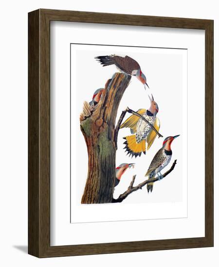 Audubon: Flicker-John James Audubon-Framed Premium Giclee Print