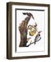 Audubon: Flicker-John James Audubon-Framed Premium Giclee Print