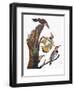 Audubon: Flicker-John James Audubon-Framed Premium Giclee Print