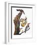 Audubon: Flicker-John James Audubon-Framed Premium Giclee Print