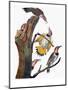 Audubon: Flicker-John James Audubon-Mounted Premium Giclee Print