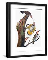 Audubon: Flicker-John James Audubon-Framed Giclee Print