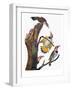 Audubon: Flicker-John James Audubon-Framed Giclee Print