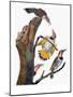 Audubon: Flicker-John James Audubon-Mounted Giclee Print