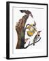 Audubon: Flicker-John James Audubon-Framed Giclee Print