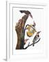 Audubon: Flicker-John James Audubon-Framed Giclee Print