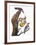 Audubon: Flicker-John James Audubon-Framed Giclee Print