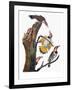 Audubon: Flicker-John James Audubon-Framed Giclee Print