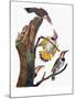 Audubon: Flicker-John James Audubon-Mounted Giclee Print