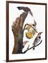 Audubon: Flicker-John James Audubon-Framed Giclee Print