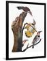 Audubon: Flicker-John James Audubon-Framed Giclee Print