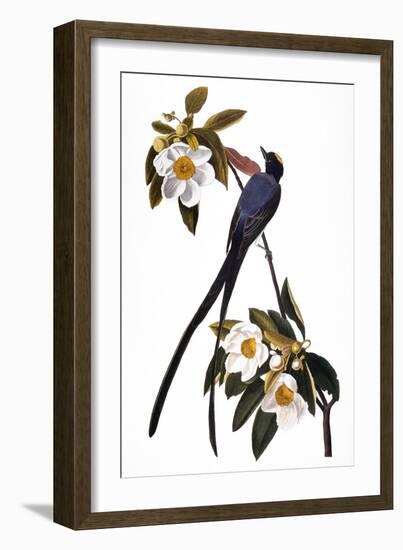 Audubon: Flycatcher, 1827-John James Audubon-Framed Giclee Print