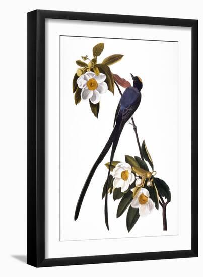 Audubon: Flycatcher, 1827-John James Audubon-Framed Giclee Print