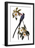 Audubon: Flycatcher, 1827-John James Audubon-Framed Giclee Print