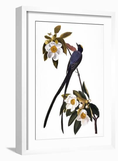 Audubon: Flycatcher, 1827-John James Audubon-Framed Giclee Print