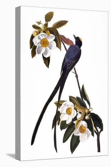 Audubon: Flycatcher, 1827-John James Audubon-Stretched Canvas