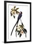 Audubon: Flycatcher, 1827-John James Audubon-Framed Giclee Print