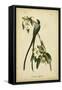 Audubon Fork-tailed Flycatcher-John James Audubon-Framed Stretched Canvas