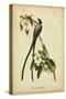 Audubon Fork-tailed Flycatcher-John James Audubon-Stretched Canvas