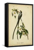 Audubon Fork-tailed Flycatcher-John James Audubon-Framed Stretched Canvas