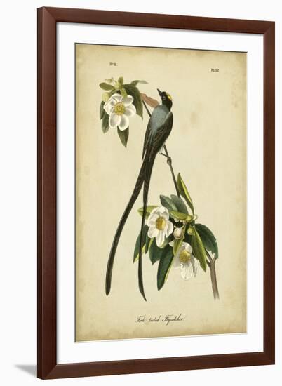 Audubon Fork-tailed Flycatcher-John James Audubon-Framed Art Print