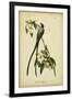 Audubon Fork-tailed Flycatcher-John James Audubon-Framed Art Print