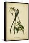 Audubon Fork-tailed Flycatcher-John James Audubon-Framed Stretched Canvas