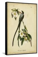 Audubon Fork-tailed Flycatcher-John James Audubon-Framed Stretched Canvas
